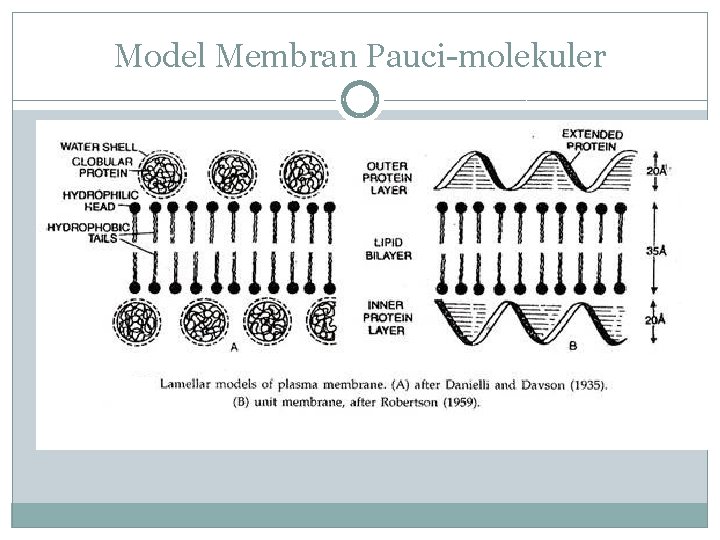 Model Membran Pauci-molekuler 