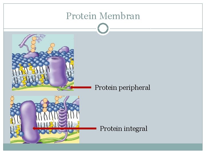 Protein Membran Protein peripheral Protein integral 