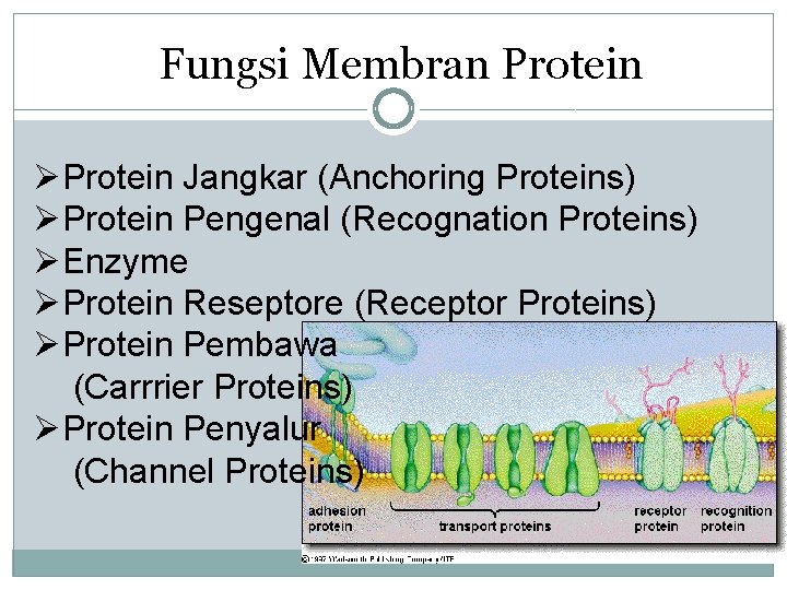 Fungsi Membran Protein ØProtein Jangkar (Anchoring Proteins) ØProtein Pengenal (Recognation Proteins) ØEnzyme ØProtein Reseptore