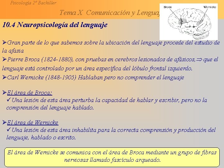 Psicología 2º Bachiller Tema X Comunicación y Lenguaje 10. 4 Neuropsicología del lenguaje ØGran