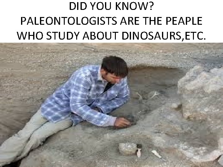 DID YOU KNOW? PALEONTOLOGISTS ARE THE PEAPLE WHO STUDY ABOUT DINOSAURS, ETC. 
