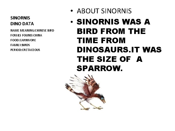 SINORNIS DINO DATA NAME MEANING: CHINESE BIRD FOSSILS FOUND: CHINA FOOD: CARNIVORE FAMILY: BIRDS