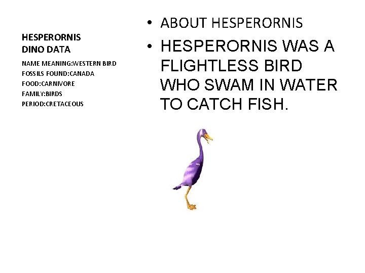 HESPERORNIS DINO DATA NAME MEANING: WESTERN BIRD FOSSILS FOUND: CANADA FOOD: CARNIVORE FAMILY: BIRDS