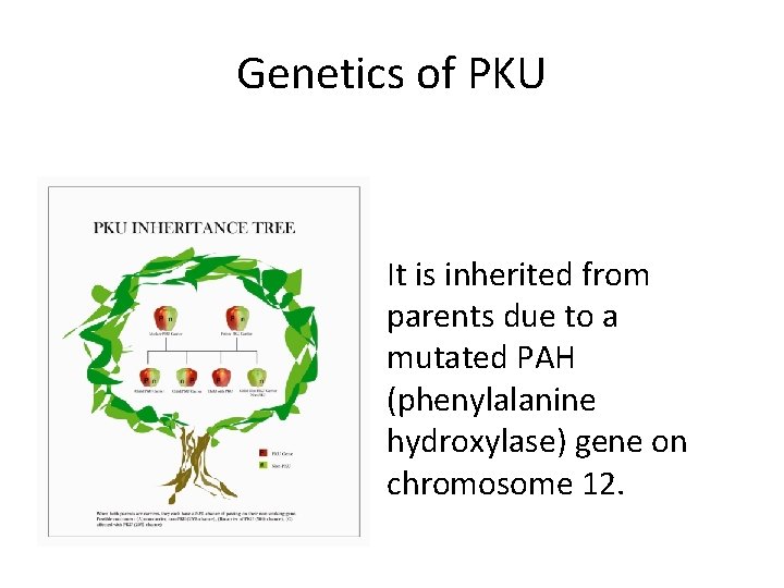 Genetics of PKU It is inherited from parents due to a mutated PAH (phenylalanine