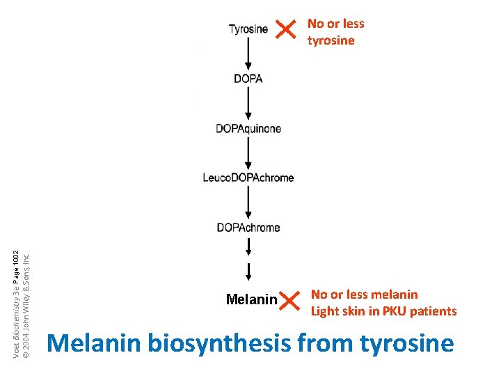 Voet Biochemistry 3 e Page 1002 © 2004 John Wiley & Sons, Inc. No