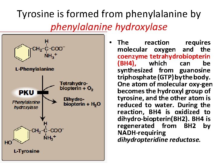 Tyrosine is formed from phenylalanine by phenylalanine hydroxylase • The reaction requires molecular oxygen