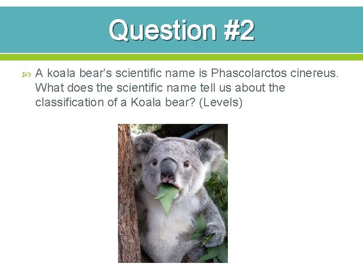 Question #2 A koala bear’s scientific name is Phascolarctos cinereus. What does the scientific