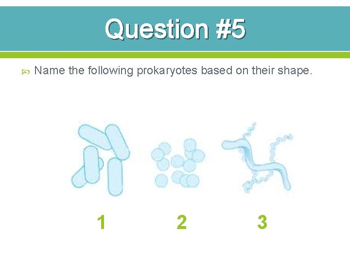 Question #5 Name the following prokaryotes based on their shape. 1 2 3 