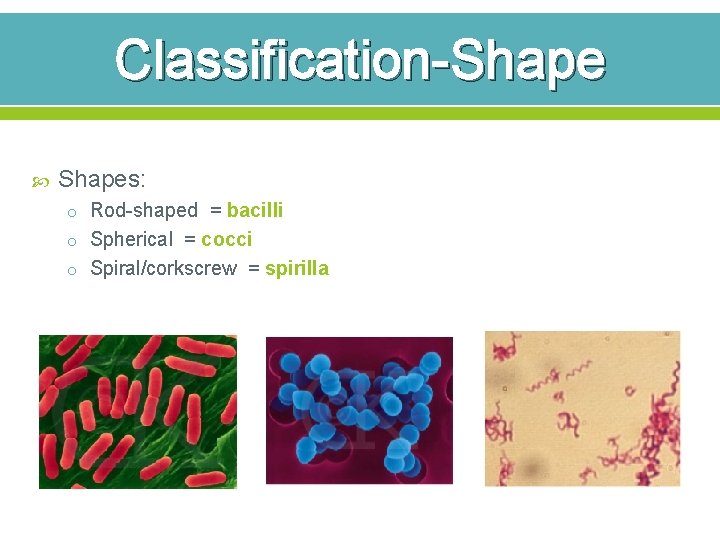 Classification-Shape Shapes: o Rod-shaped = bacilli o Spherical = cocci o Spiral/corkscrew = spirilla