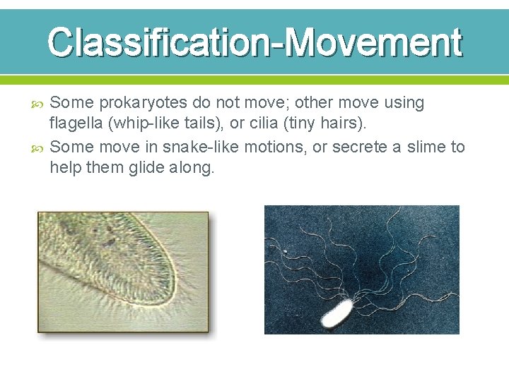 Classification-Movement Some prokaryotes do not move; other move using flagella (whip-like tails), or cilia