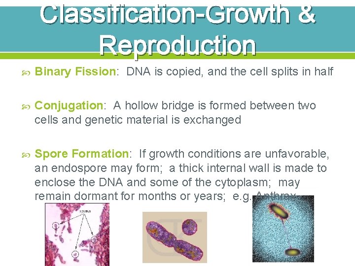 Classification-Growth & Reproduction Binary Fission: DNA is copied, and the cell splits in half