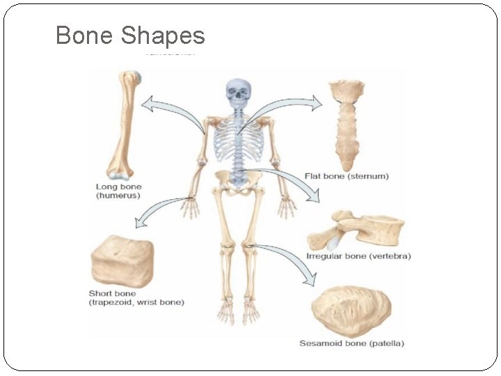 Bone Shapes 
