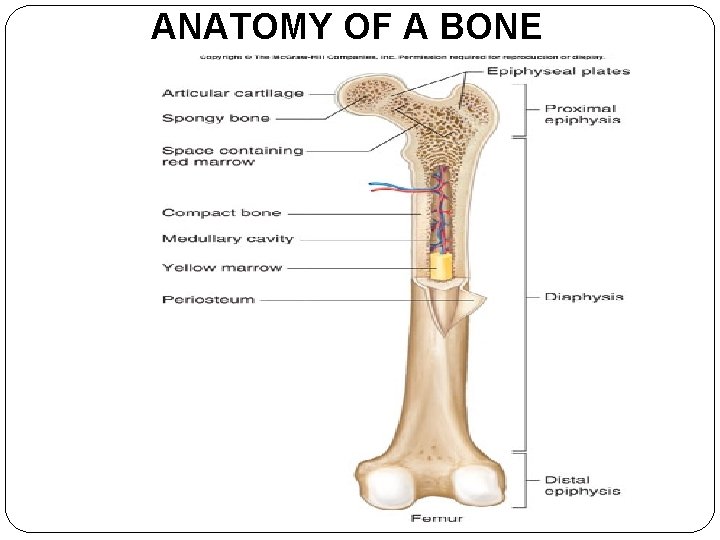 ANATOMY OF A BONE 