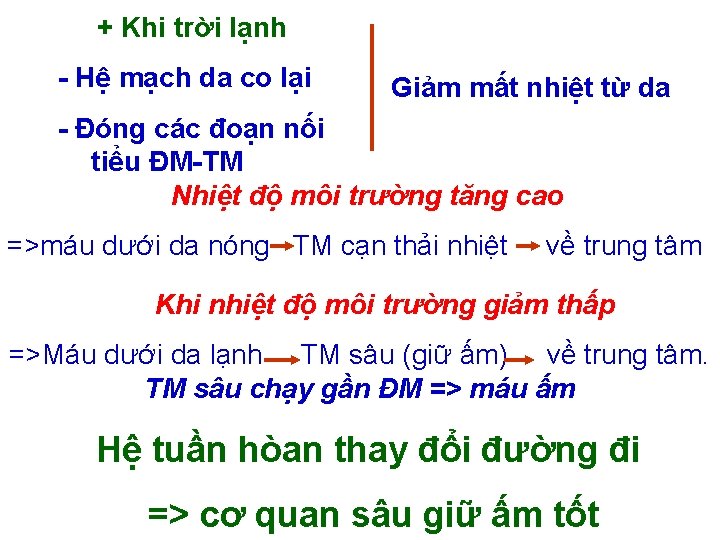 + Khi trời lạnh - Hệ mạch da co lại Giảm mất nhiệt từ