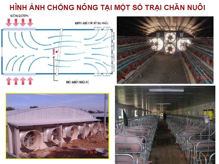 HÌNH ẢNH CHỐNG NÓNG TẠI MỘT SỐ TRẠI CHĂN NUÔI 