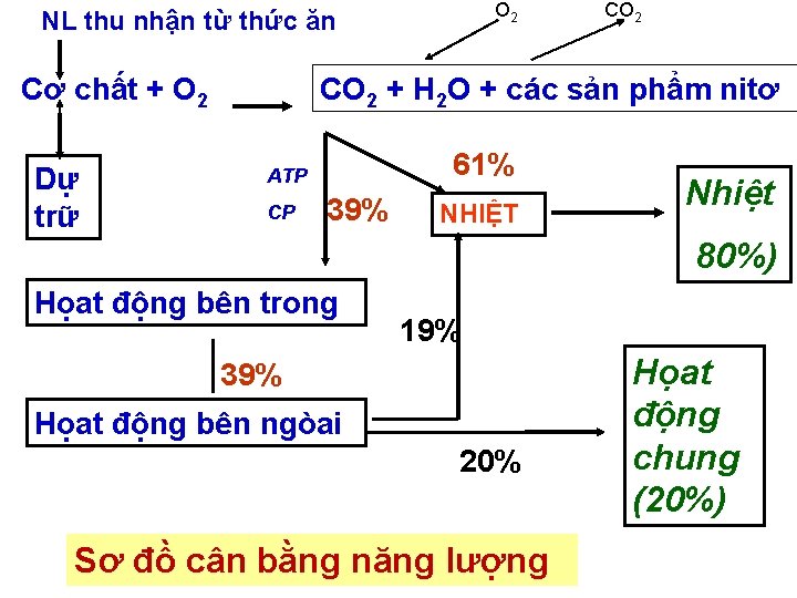 O 2 NL thu nhận từ thức ăn Cơ chất + O 2 Dự