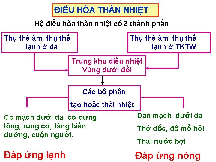 ĐIỀU HÒA TH N NHIỆT Hệ điều hòa thân nhiệt có 3 thành phần