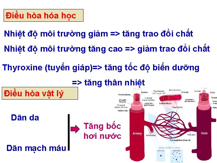 Điều hòa hóa học Nhiệt độ môi trường giảm => tăng trao đổi chất