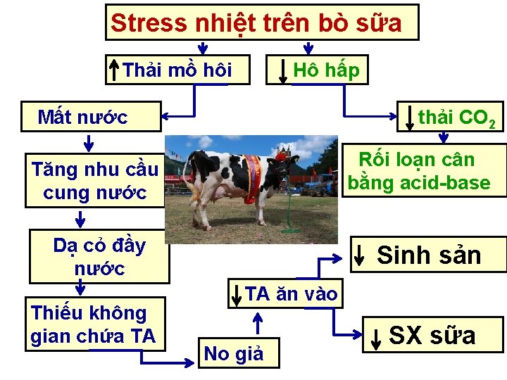 Stress nhiệt trên bò sữa Thải mồ hôi Hô hấp Mất nước thải CO