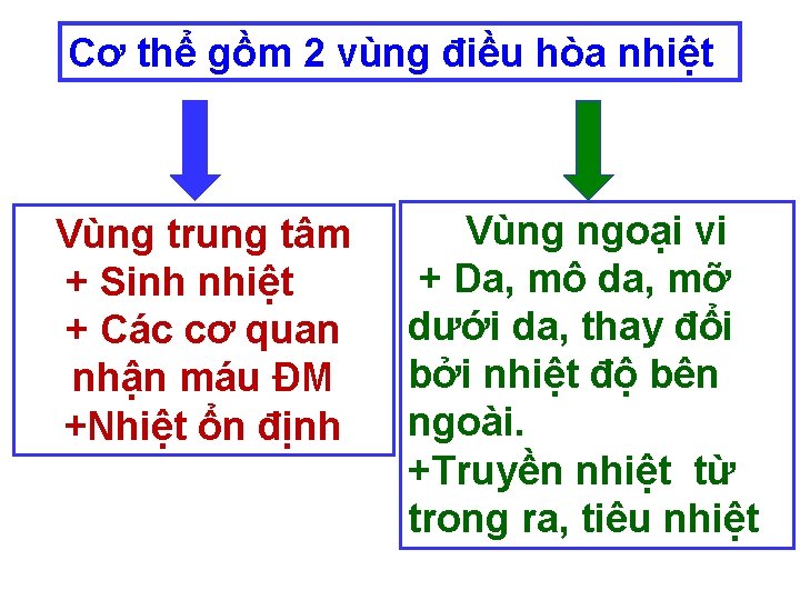 Cơ thể gồm 2 vùng điều hòa nhiệt Vùng trung tâm + Sinh nhiệt