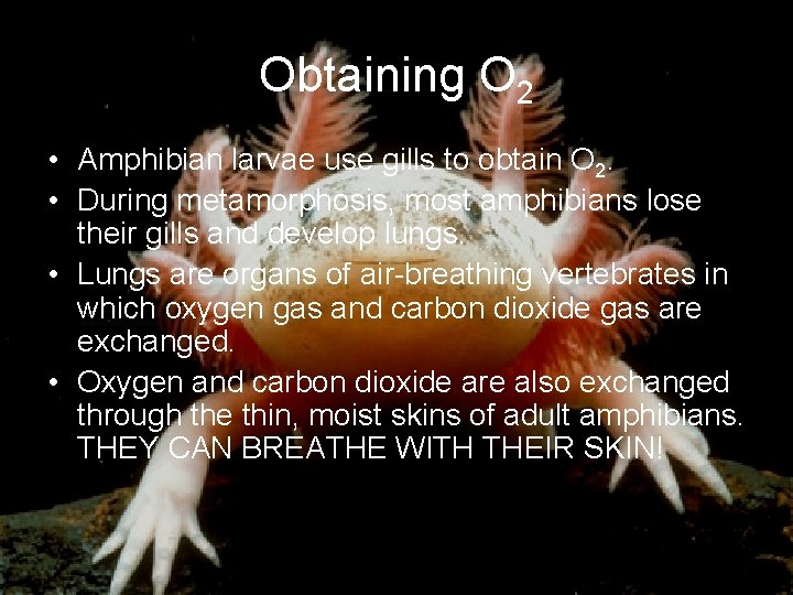 Obtaining O 2 • Amphibian larvae use gills to obtain O 2. • During