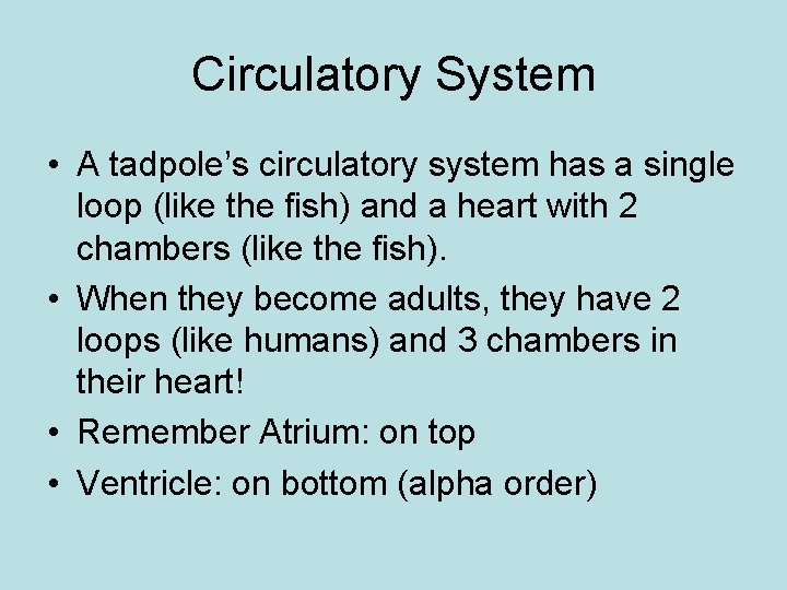 Circulatory System • A tadpole’s circulatory system has a single loop (like the fish)