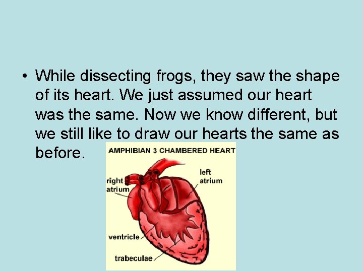  • While dissecting frogs, they saw the shape of its heart. We just