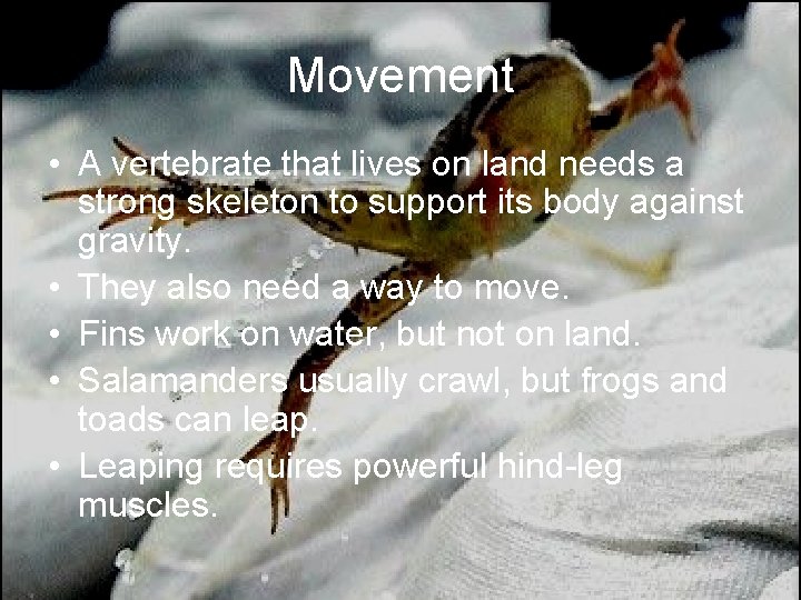 Movement • A vertebrate that lives on land needs a strong skeleton to support
