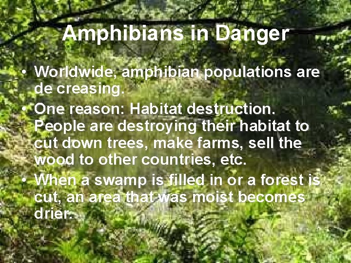 Amphibians in Danger • Worldwide, amphibian populations are de creasing. • One reason: Habitat