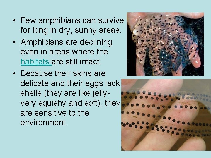  • Few amphibians can survive for long in dry, sunny areas. • Amphibians