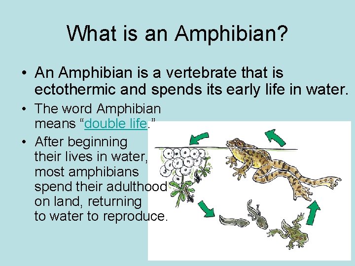 What is an Amphibian? • An Amphibian is a vertebrate that is ectothermic and