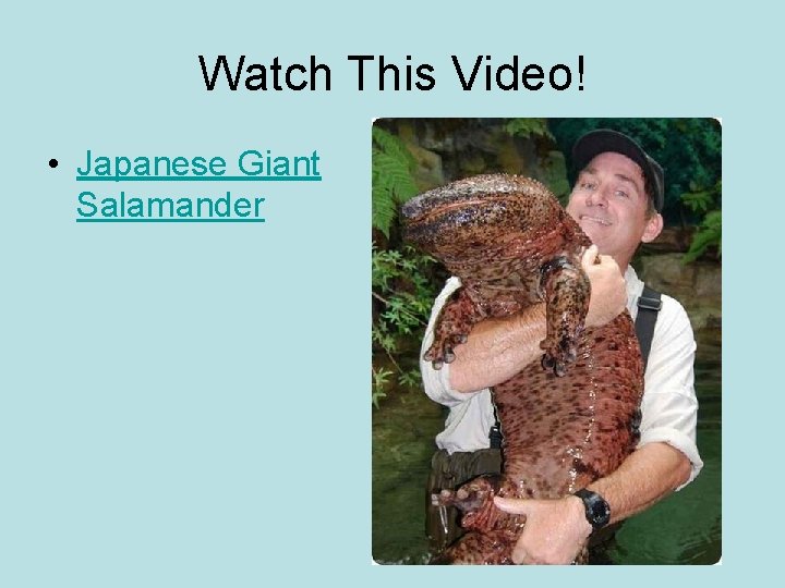 Watch This Video! • Japanese Giant Salamander 