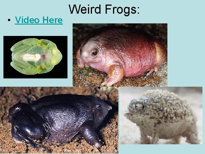  • Video Here Weird Frogs: 