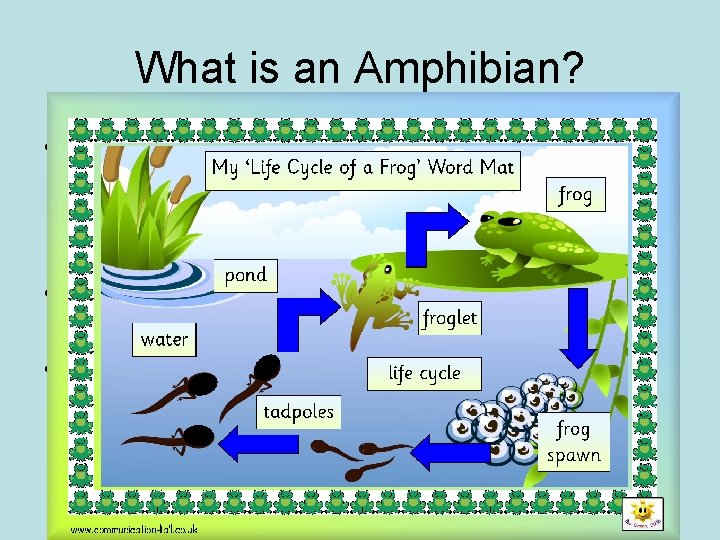 What is an Amphibian? • An Amphibian is a vertebrate that is ectothermic and