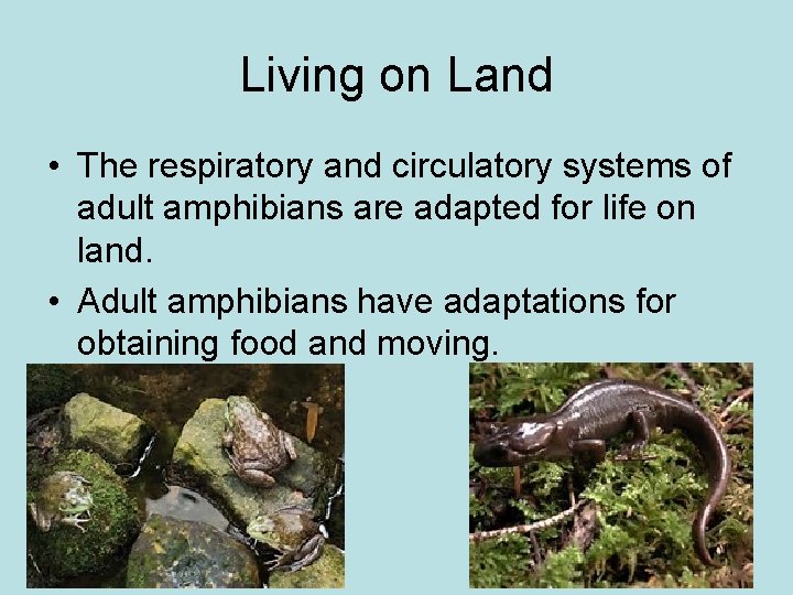 Living on Land • The respiratory and circulatory systems of adult amphibians are adapted