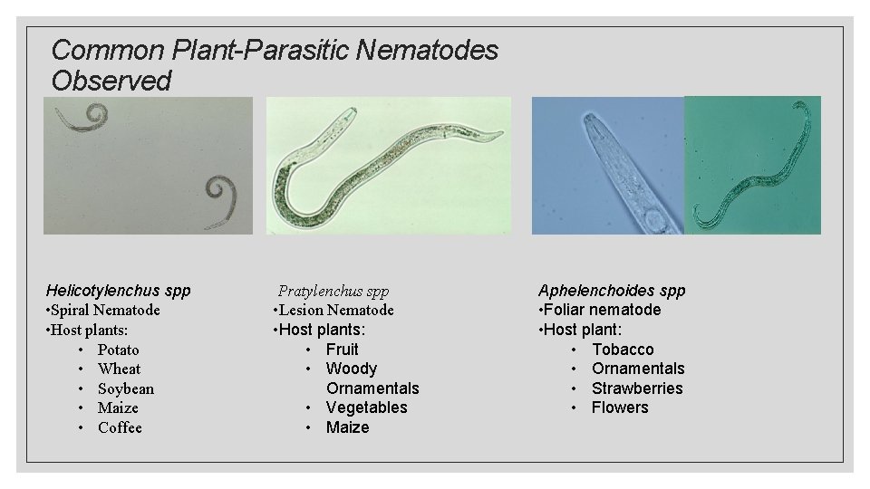 Common Plant-Parasitic Nematodes Observed Helicotylenchus spp • Spiral Nematode • Host plants: • Potato