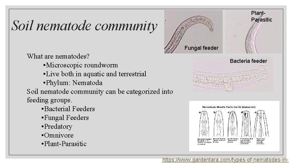 Plant. Parasitic Soil nematode community Fungal feeder What are nematodes? • Microscopic roundworm •