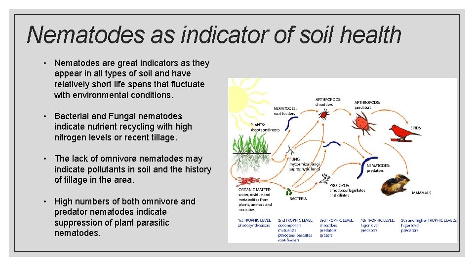 Nematodes as indicator of soil health • Nematodes are great indicators as they appear