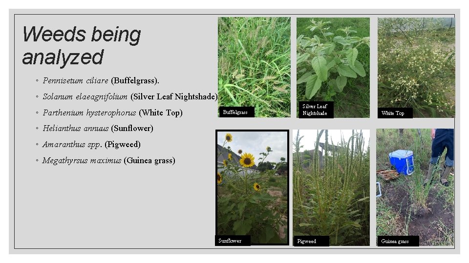 Weeds being analyzed ◦ Pennisetum ciliare (Buffelgrass). ◦ Solanum elaeagnifolium (Silver Leaf Nightshade) ◦