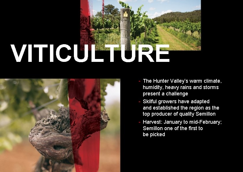 VITICULTURE - The Hunter Valley’s warm climate, humidity, heavy rains and storms present a
