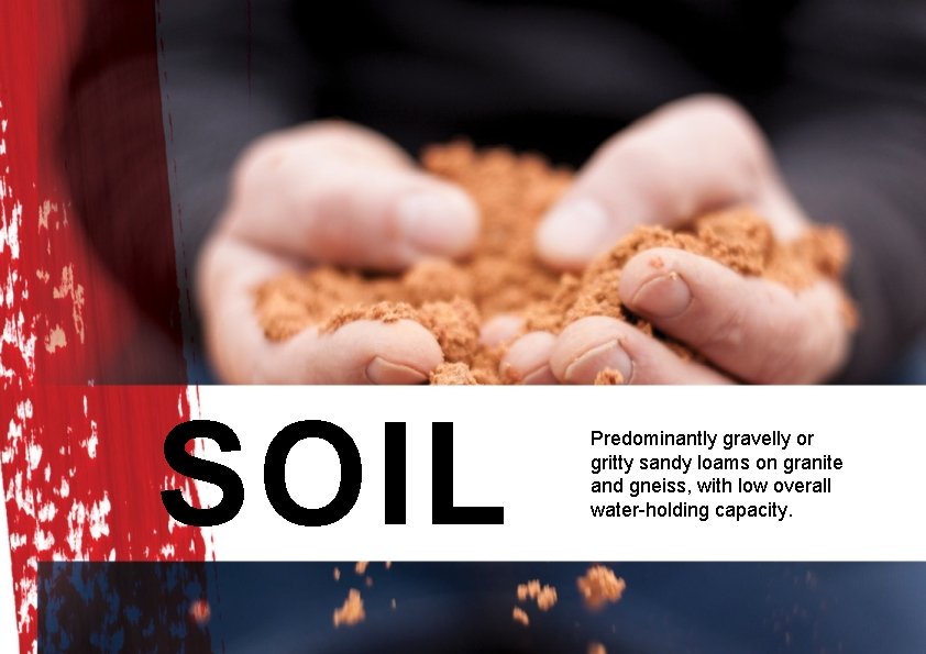 SOIL Predominantly gravelly or gritty sandy loams on granite and gneiss, with low overall