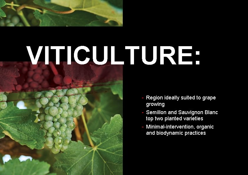 VITICULTURE: - Region ideally suited to grape growing - Semillon and Sauvignon Blanc top