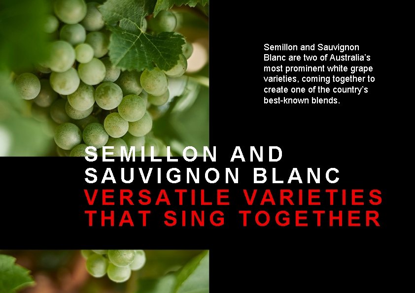 Semillon and Sauvignon Blanc are two of Australia’s most prominent white grape varieties, coming