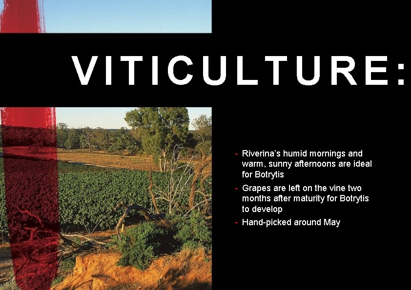 VITICULTURE: - Riverina’s humid mornings and warm, sunny afternoons are ideal for Botrytis -