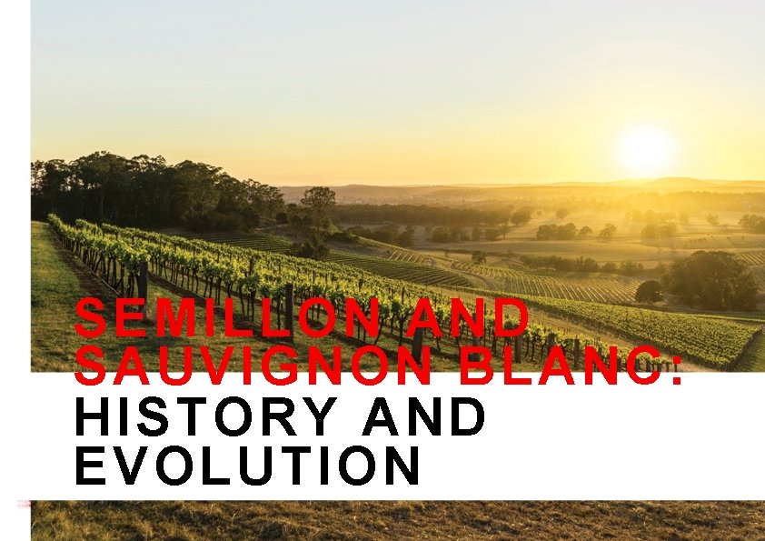 SEMILLON AND SAUVIGNON BLANC: HISTORY AND EVOLUTION 