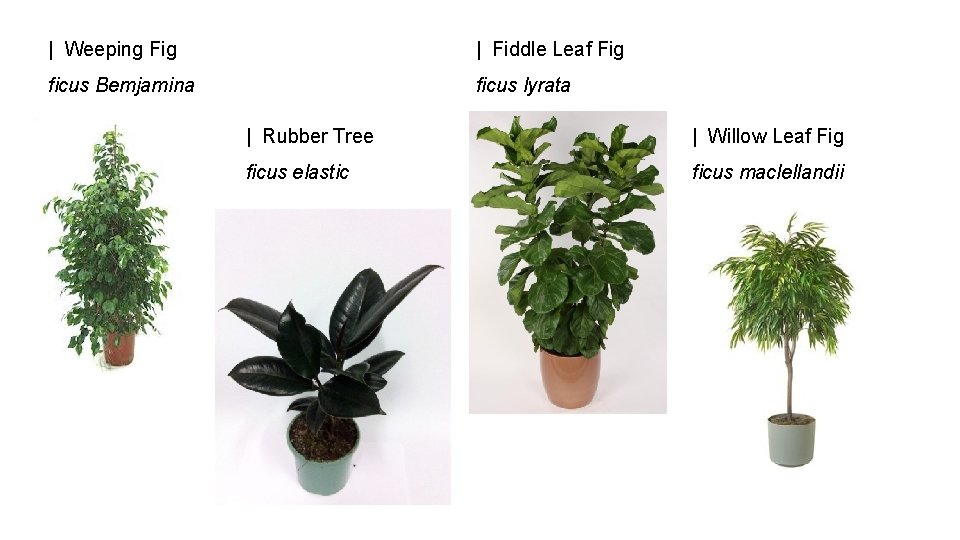 | Weeping Fig | Fiddle Leaf Fig ficus Bemjamina ficus lyrata | Rubber Tree