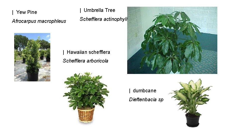 | Yew Pine | Umbrella Tree Afrocarpus macrophleus Schefflera actinophylla | Hawaiian schefflera Schefflera