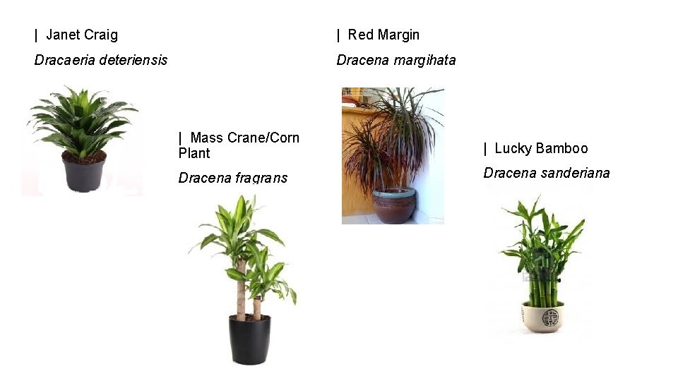 | Janet Craig | Red Margin Dracaeria deteriensis Dracena margihata | Mass Crane/Corn Plant