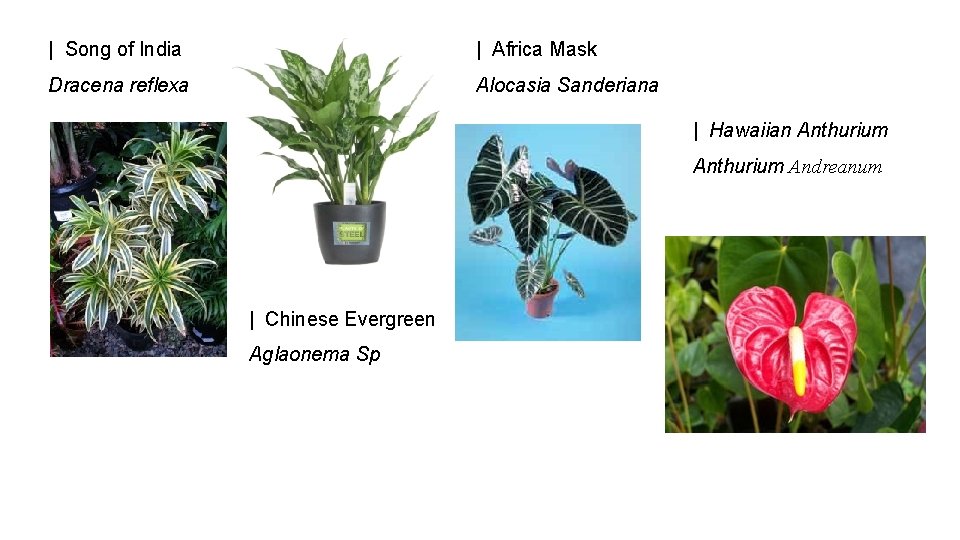 | Song of India | Africa Mask Dracena reflexa Alocasia Sanderiana | Hawaiian Anthurium