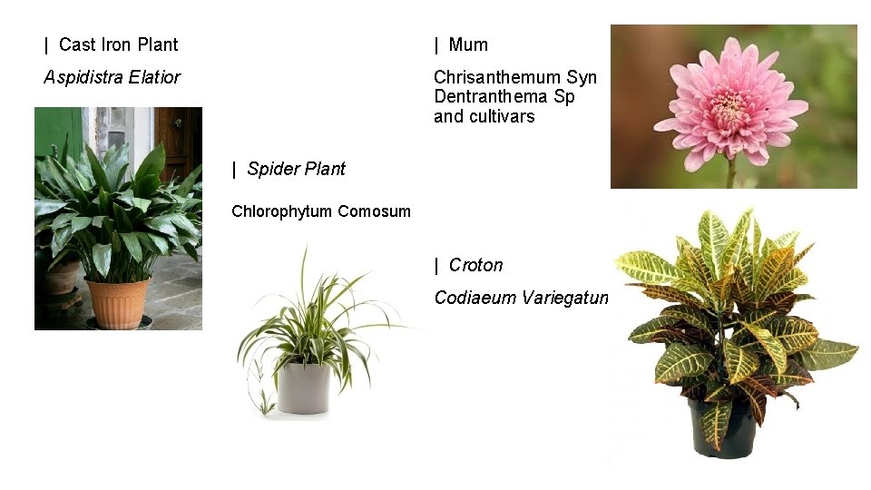 | Cast Iron Plant | Mum Aspidistra Elatior Chrisanthemum Syn Dentranthema Sp and cultivars